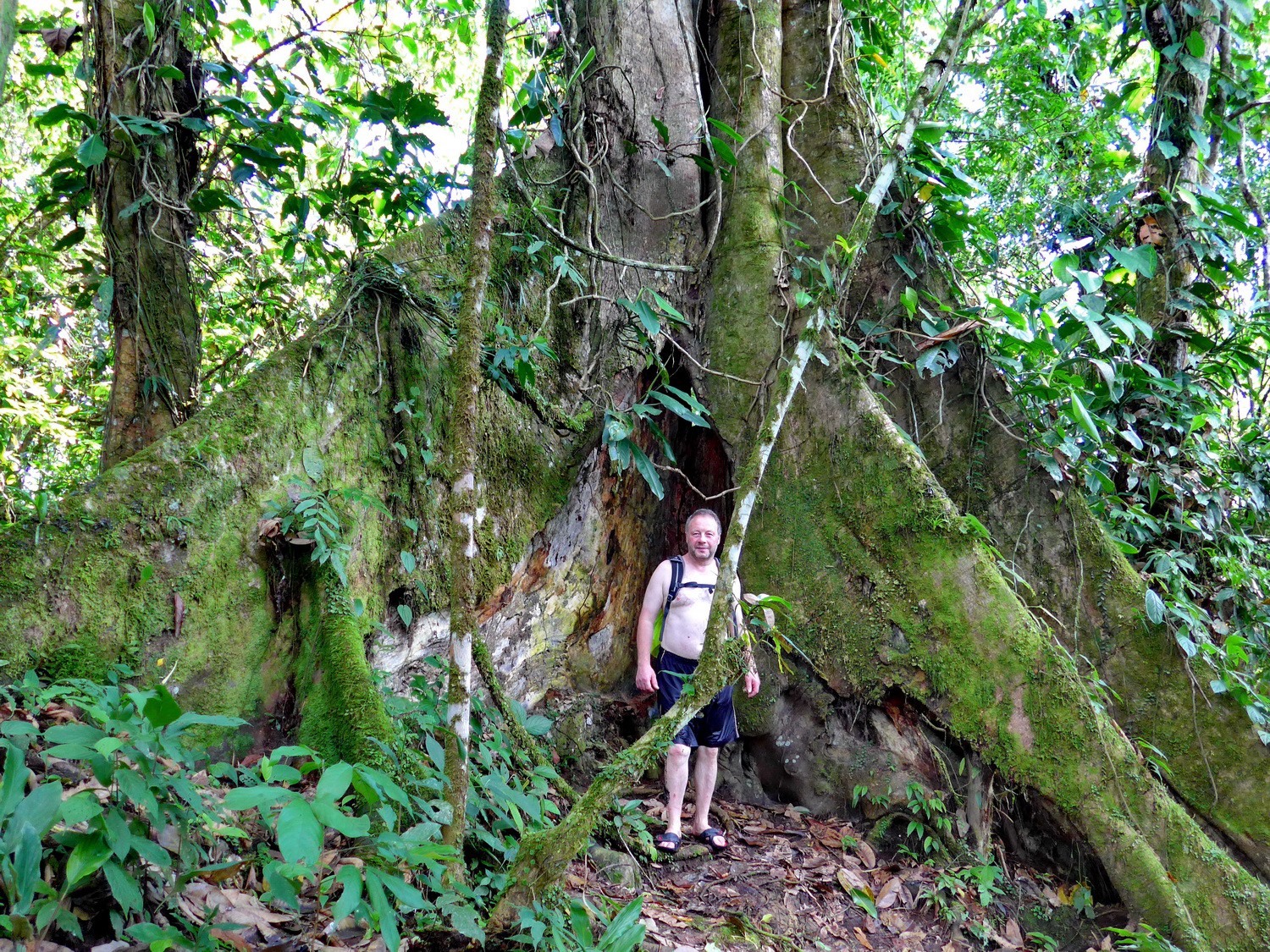 Huge tree of the Amazon